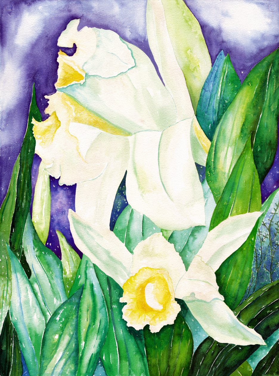 Orchidées nocturnes, 2007 (aquarelle) - Deborah Eve Alastra