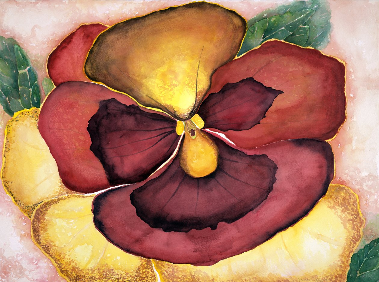 Pansey, 2007 (aquarelle) - Deborah Eve Alastra