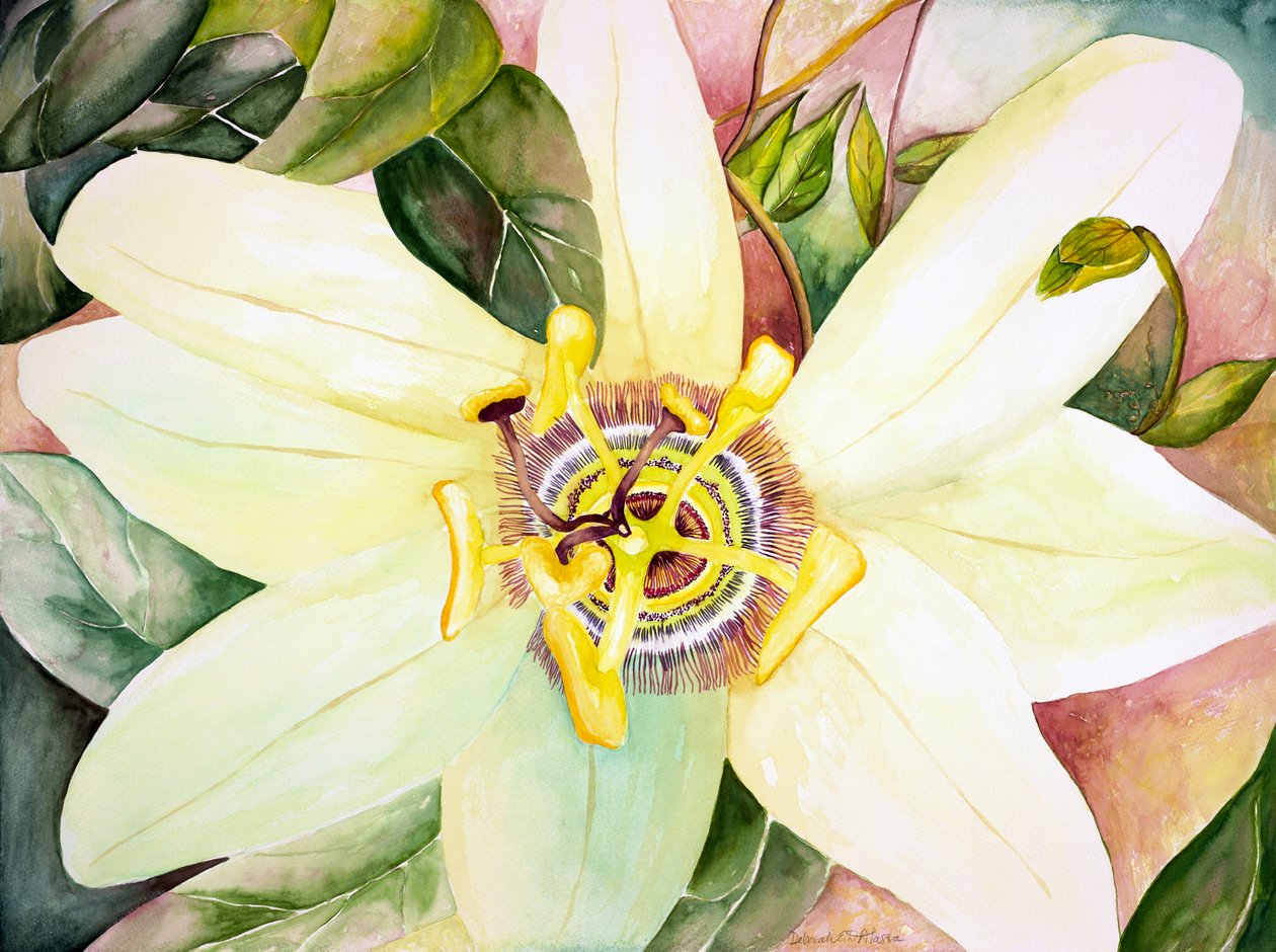 Passiflore, 2007 (aquarelle) - Deborah Eve Alastra