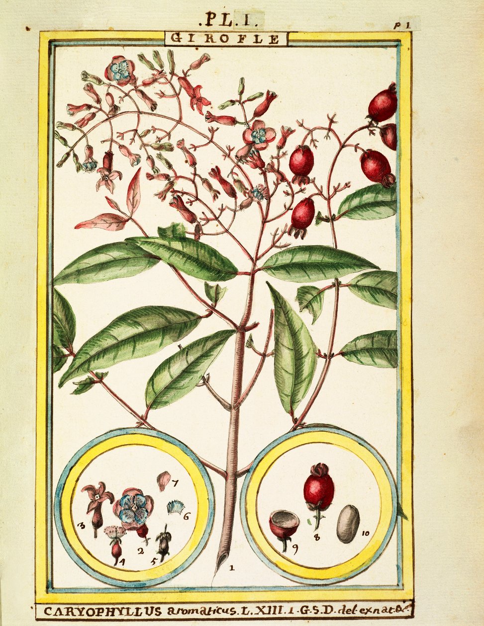 Clou de girofle (Caryophyllus Aromaticus), aquarelle par Delahaye - Delahaye Delahaye