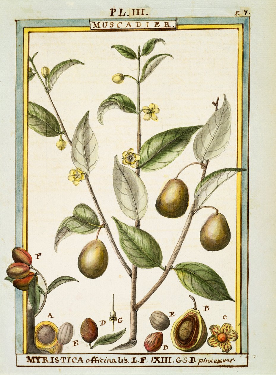 Noix de muscade (Myristica fragrans ou officinalis), aquarelle par Delahaye - Delahaye Delahaye