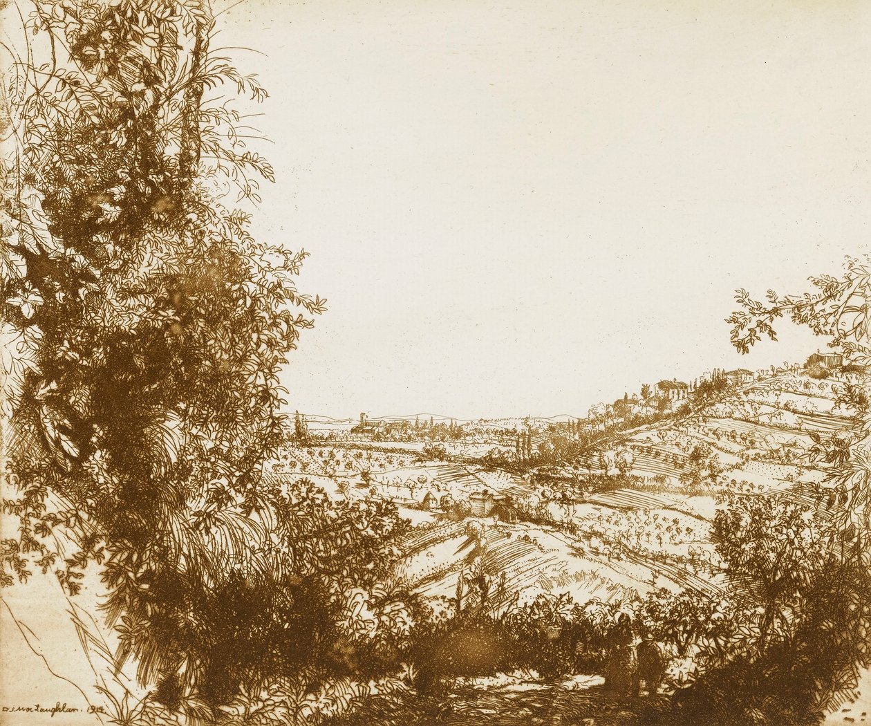 Oliveraies - Donald Shaw MacLaughlan