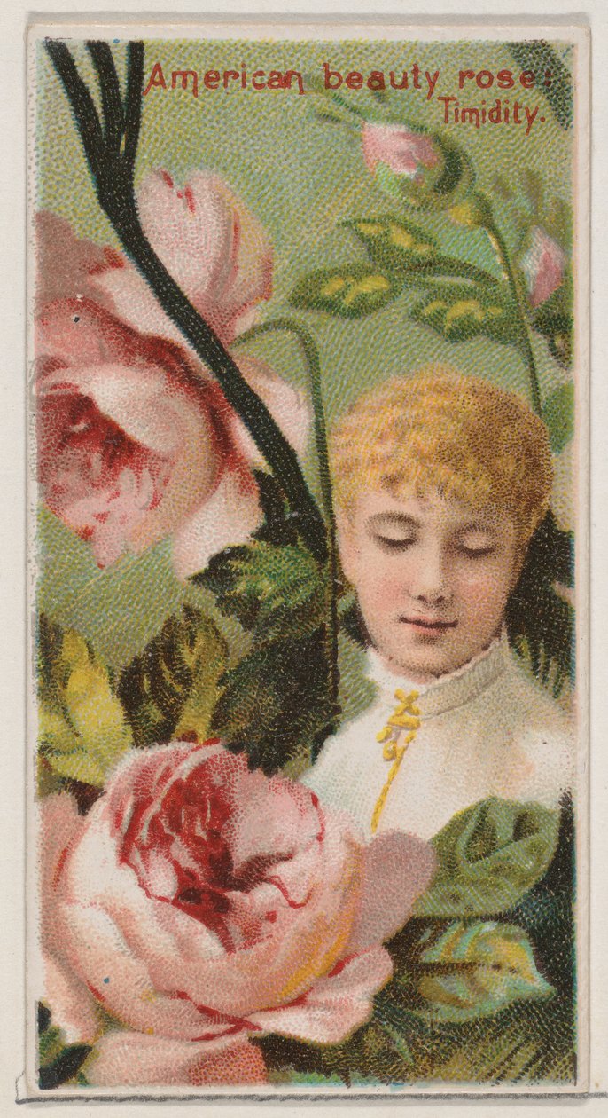 Rose American Beauty: Timidité, de la série Beautés florales et langage des fleurs, 1892 - Donaldson Brothers