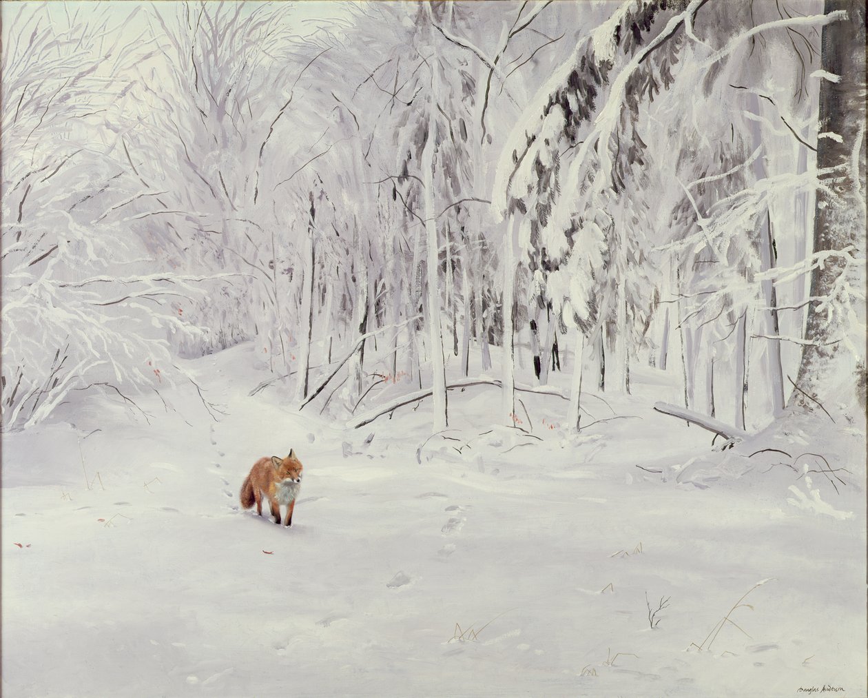 Renard dans la neige profonde - Douglas Anderson