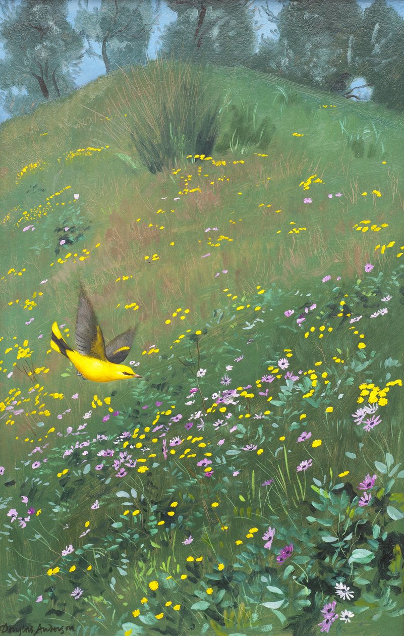 Golden Oriel in Spring Flowers - Douglas Anderson