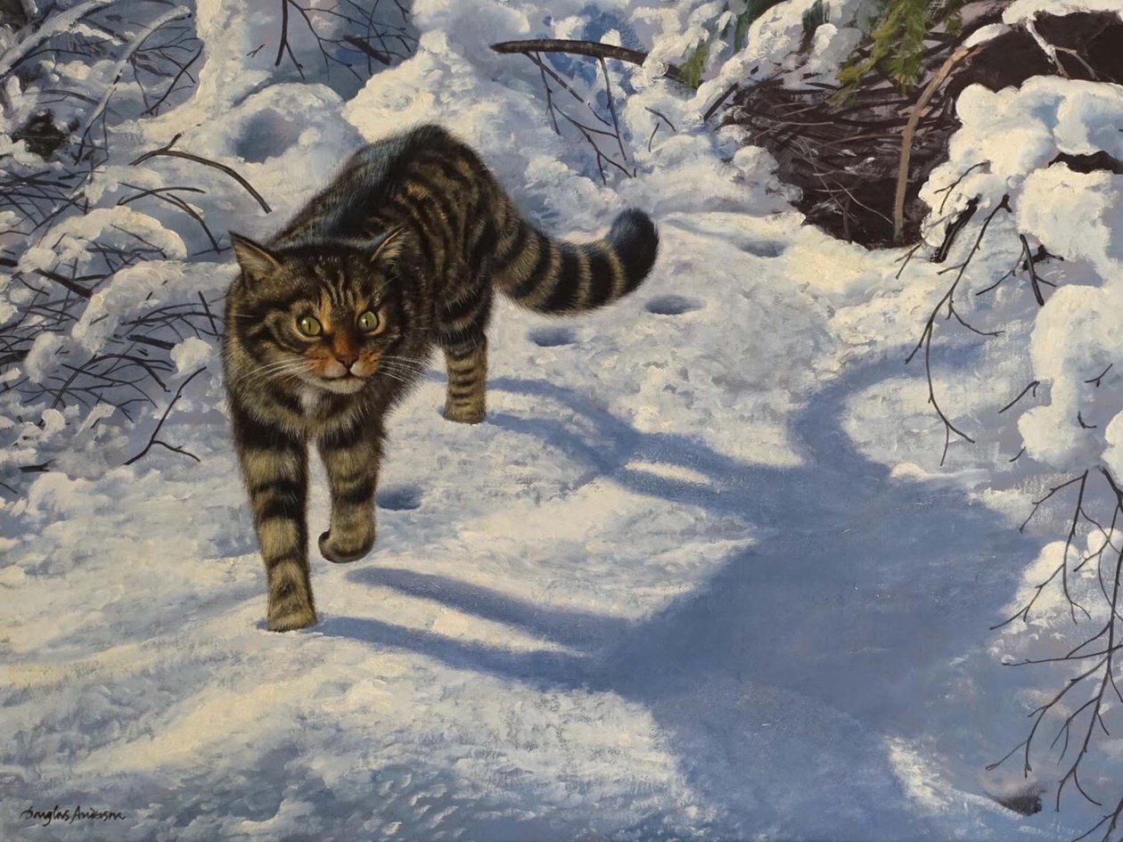 Chat sauvage écossais (huile sur toile) - Douglas Anderson
