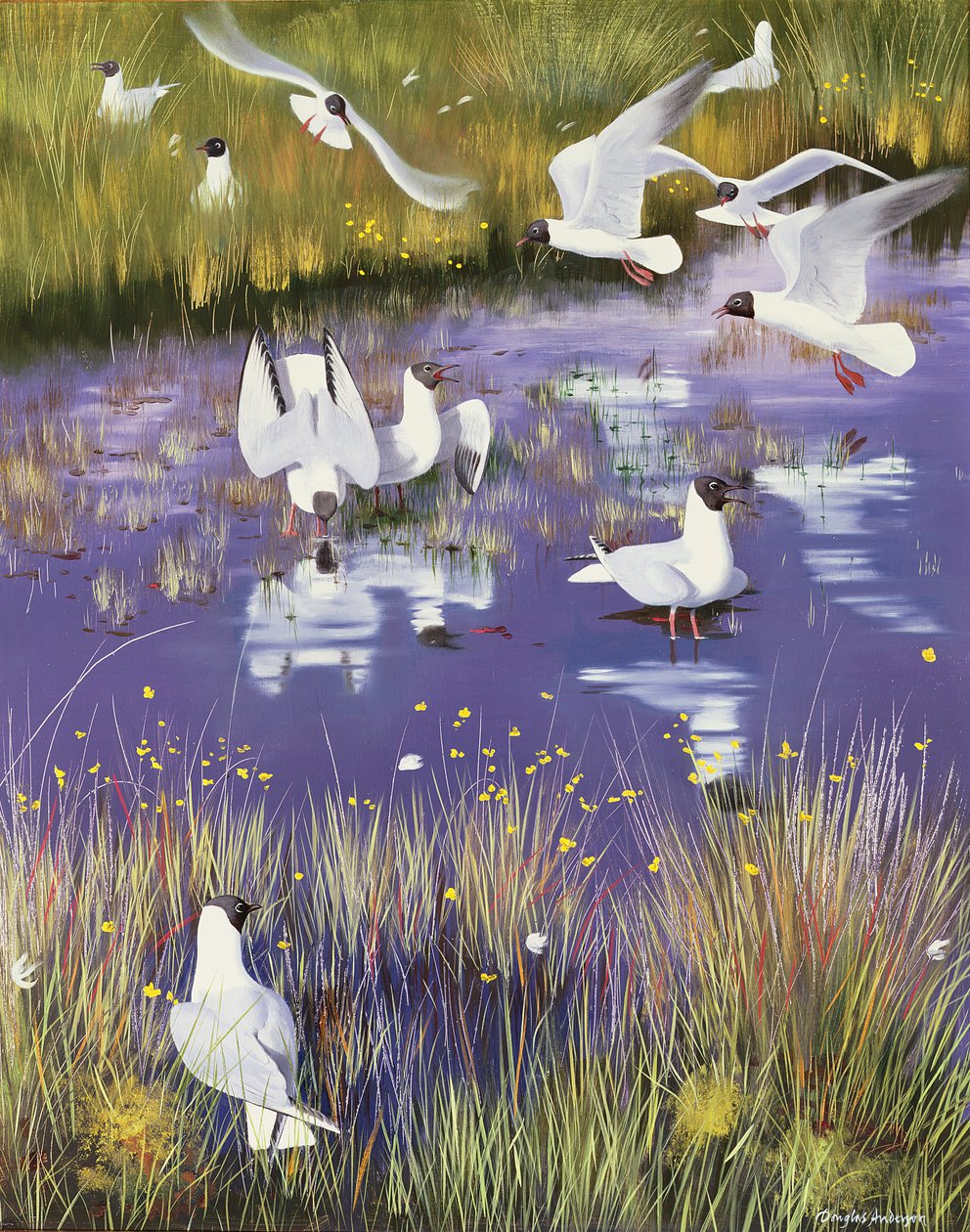 Mouettes dans la tourbière - Douglas Anderson