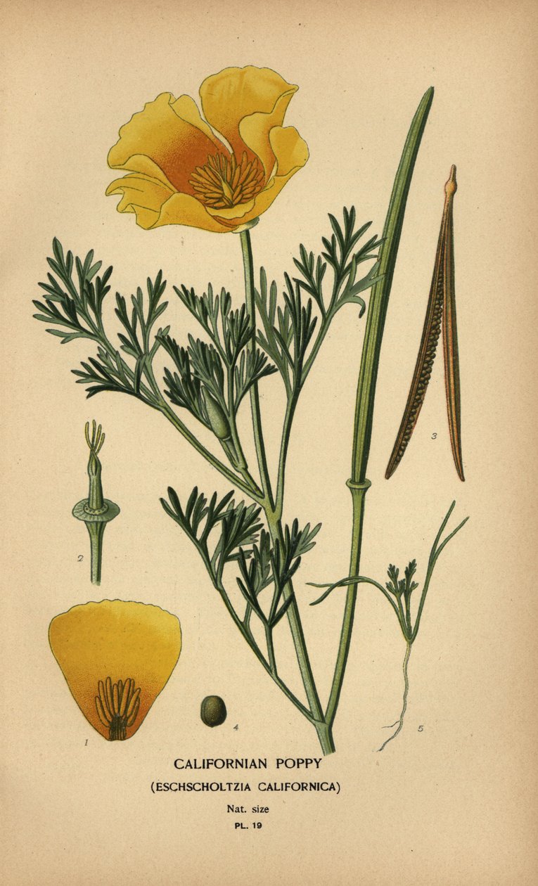 Pavot de Californie, Eschscholzia californica - Désiré Georges Jean Marie Bois