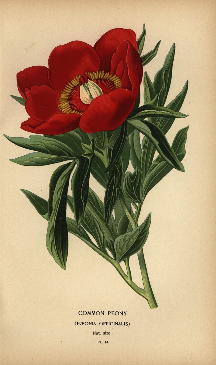 Pivoine commune, Paeonia officinalis - Désiré Georges Jean Marie Bois