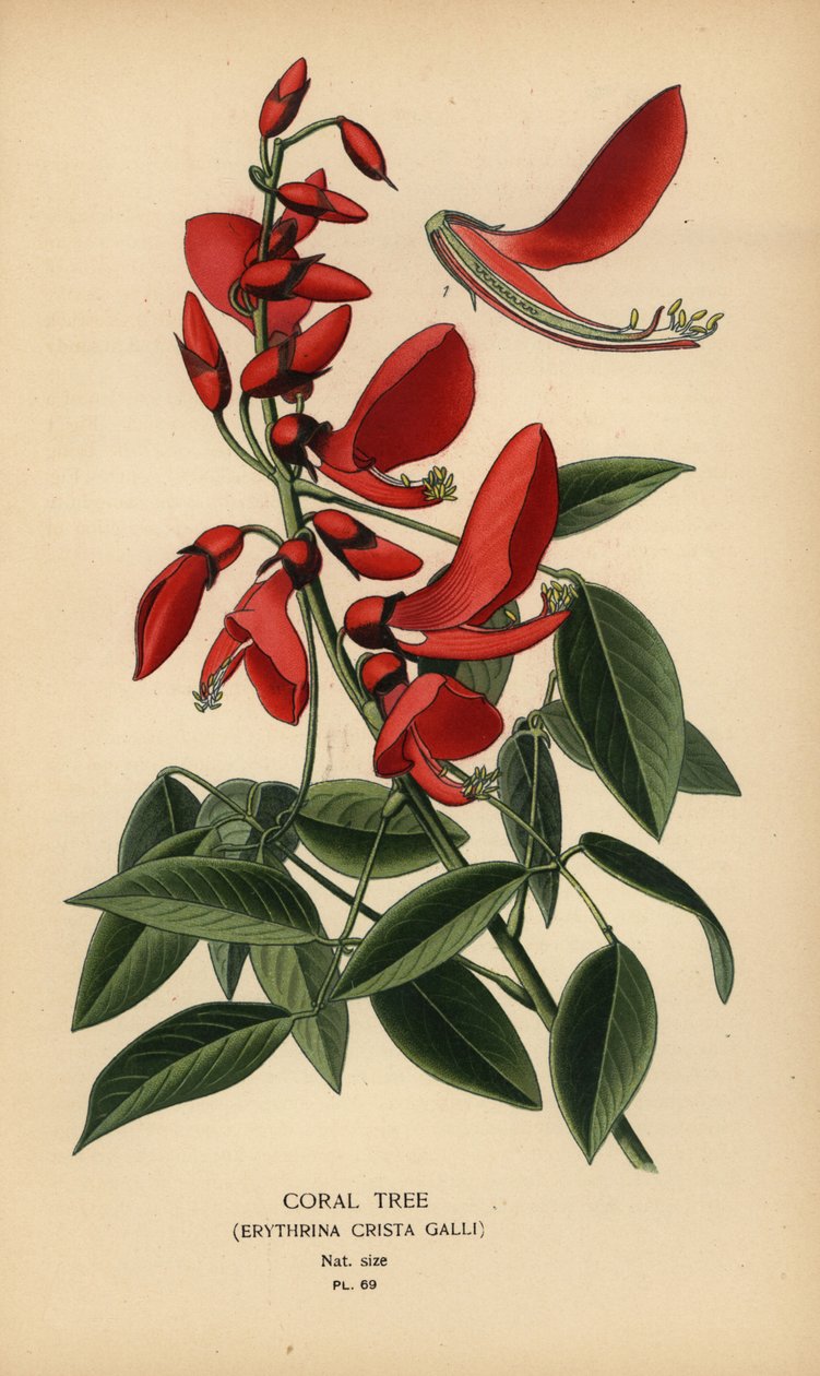 Arbre de corail, Erythrina crista-galli - Désiré Georges Jean Marie Bois