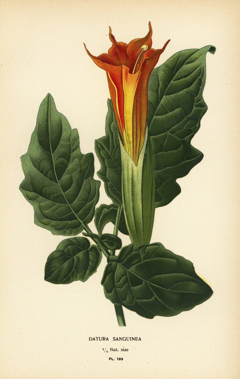 Trompette des anges rouge, Brugmansia sanguinea. Éteint. - Désiré Georges Jean Marie Bois