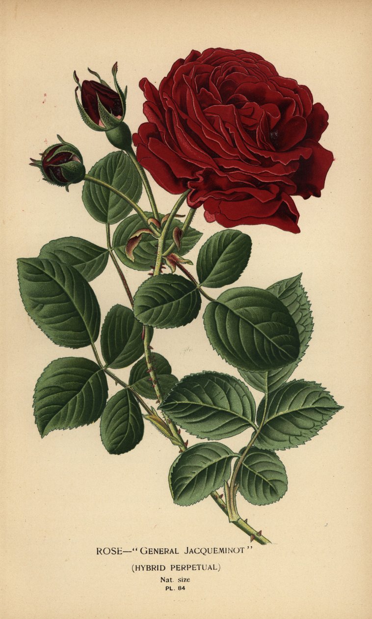 Rose Général Jacqueminot, hybride perpétuel - Désiré Georges Jean Marie Bois
