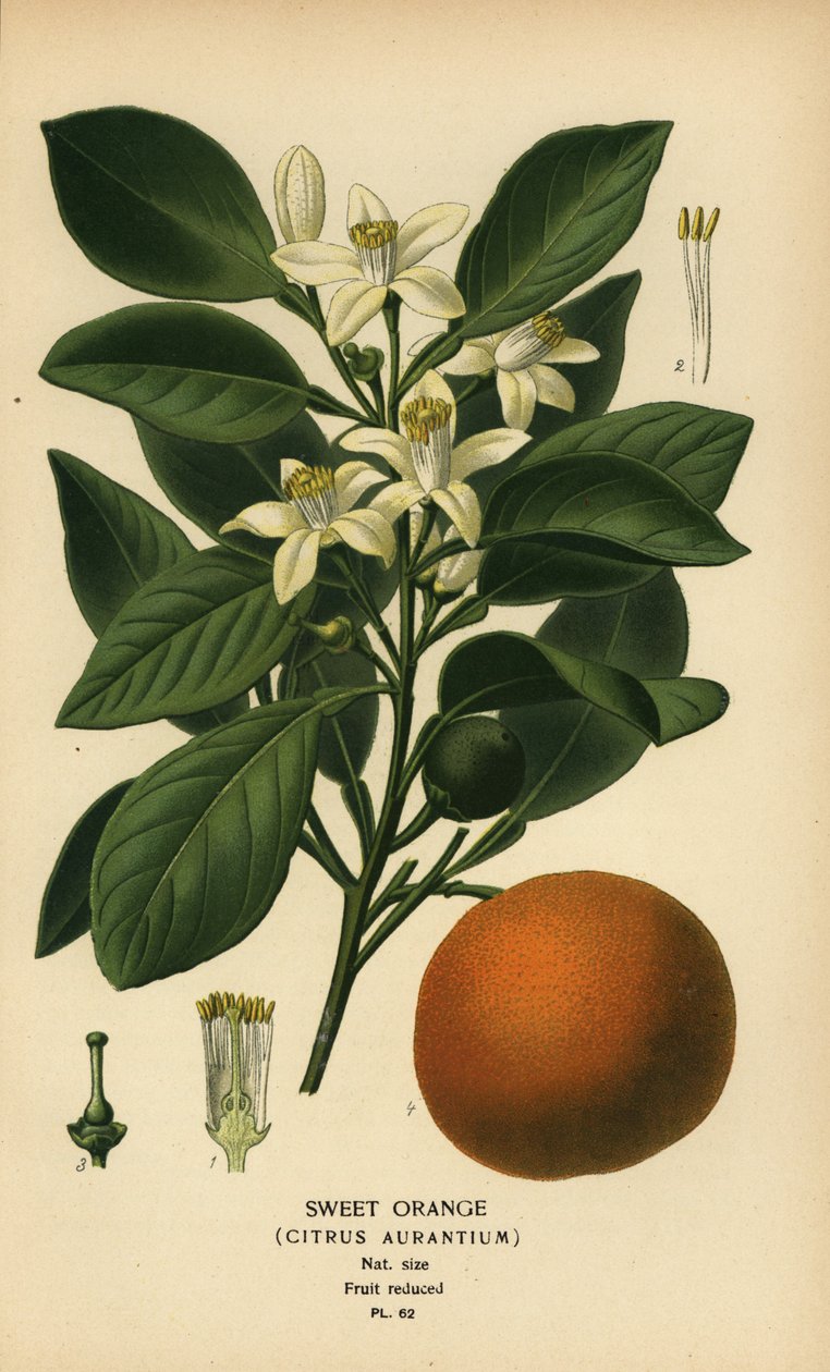 Orange douce, Citrus x aurantium - Désiré Georges Jean Marie Bois