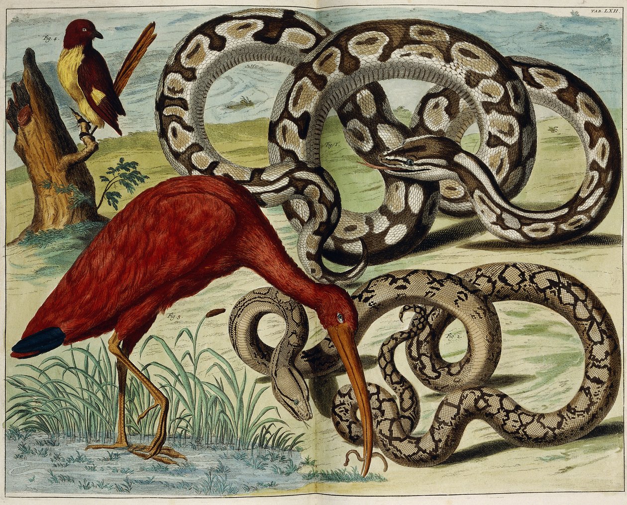 Oiseaux et serpents, planche 62, de "Locupletissimi Rerum Naturalium Thesauri Accurata Descriptio", 1734-1765 - Dutch School