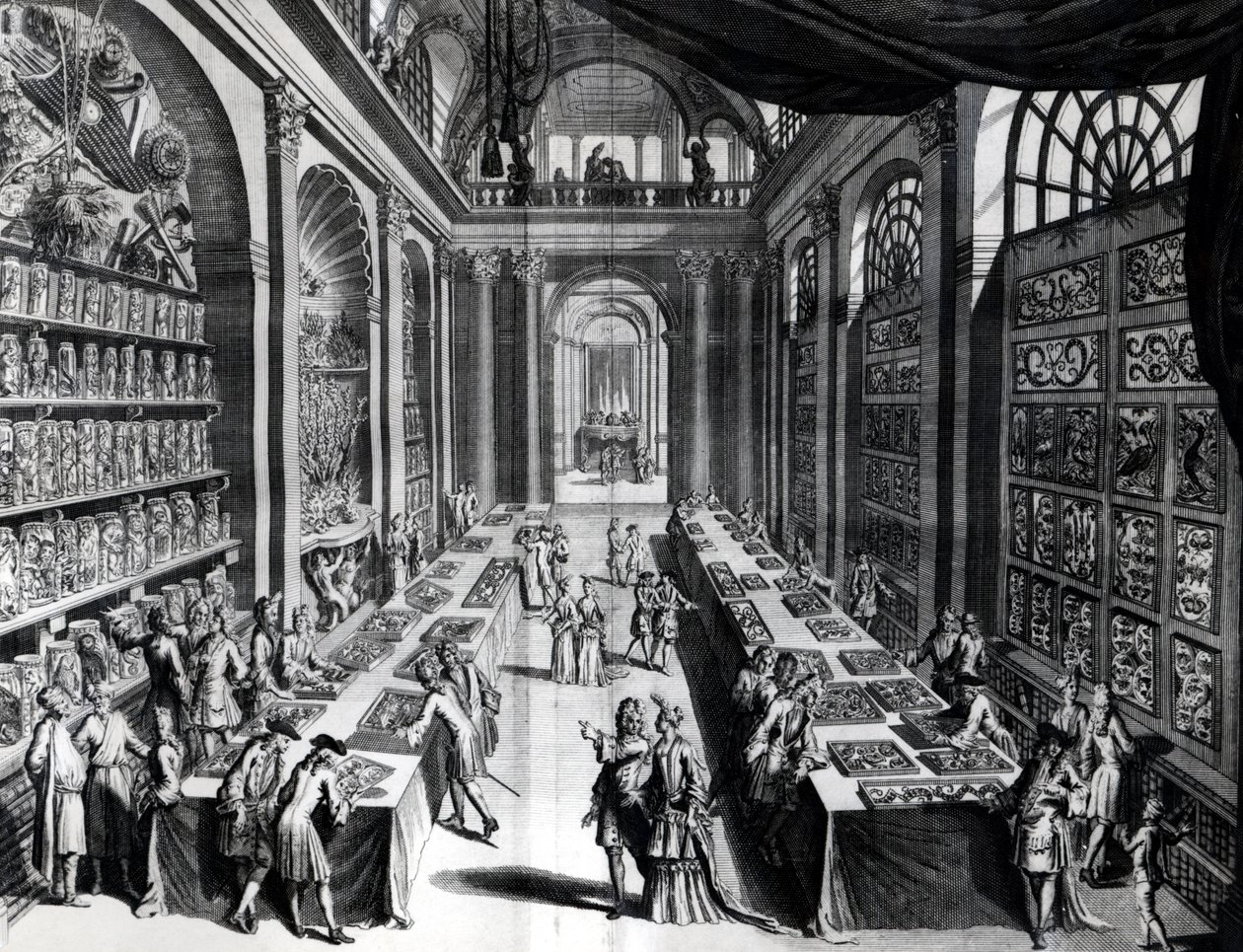 Collection de curiosités de Levin Vincent, illustration de Théâtre de Merveilles de la Nature, c.1719 - Dutch School