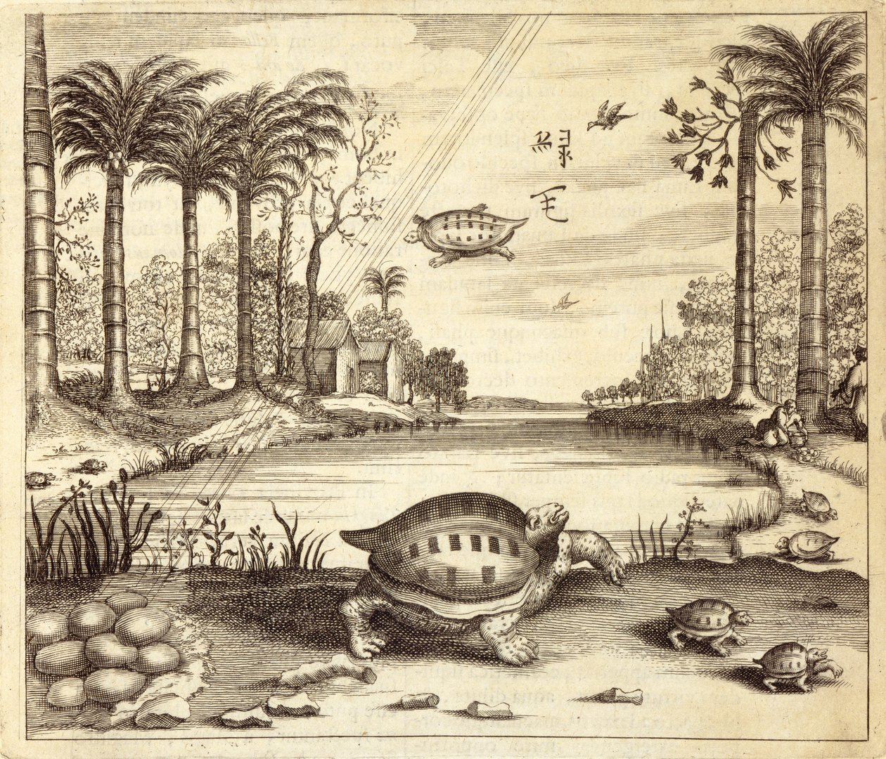 Éclosion des œufs de tortue, de China Illustrated par Athanasius Kircher (1601-80) 1667 - Dutch School