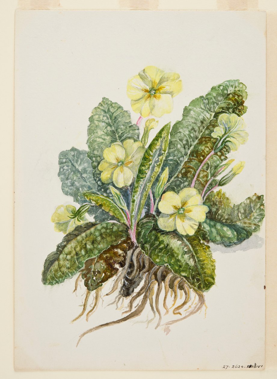 Primula vulgaris Huds Primevère - EF Crowley