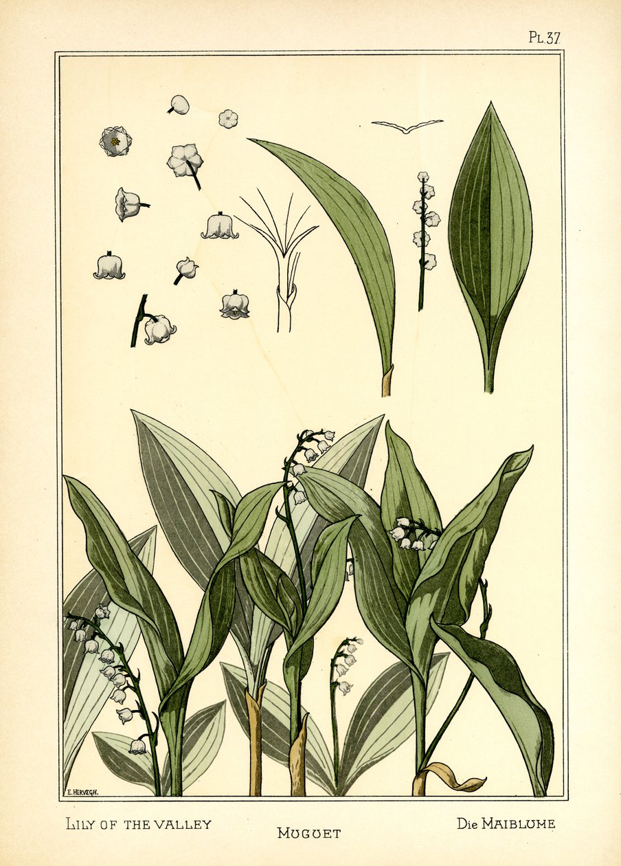 Le Muguet - E. Hervegh