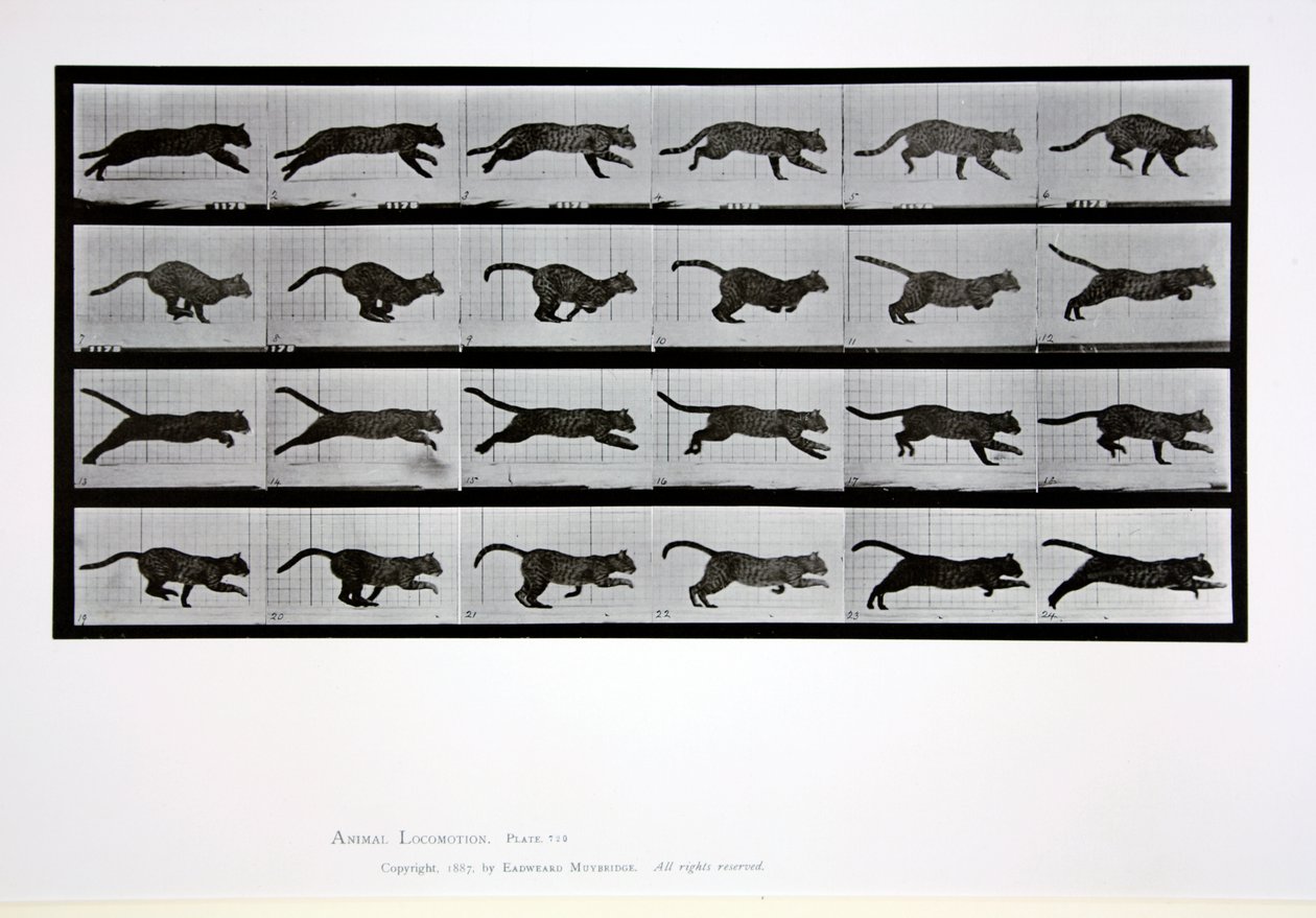 Chat courant, planche 720 de 