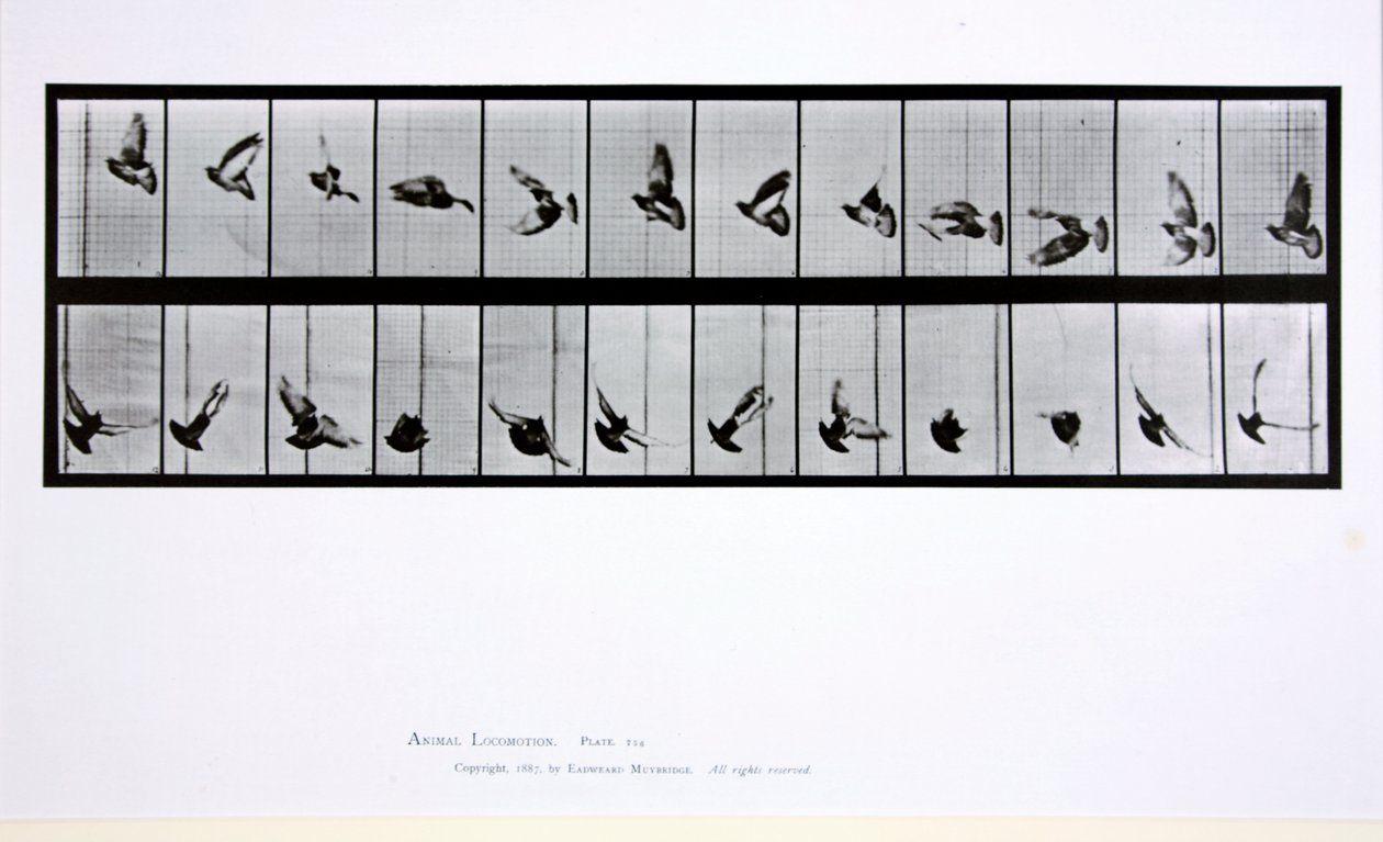 Oiseau volant, planche 756 de 