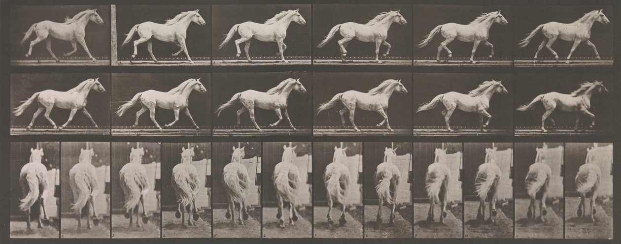 Locomotion animale. Une enquête électro-photographique des phases consécutives des animaux - Eadweard Muybridge