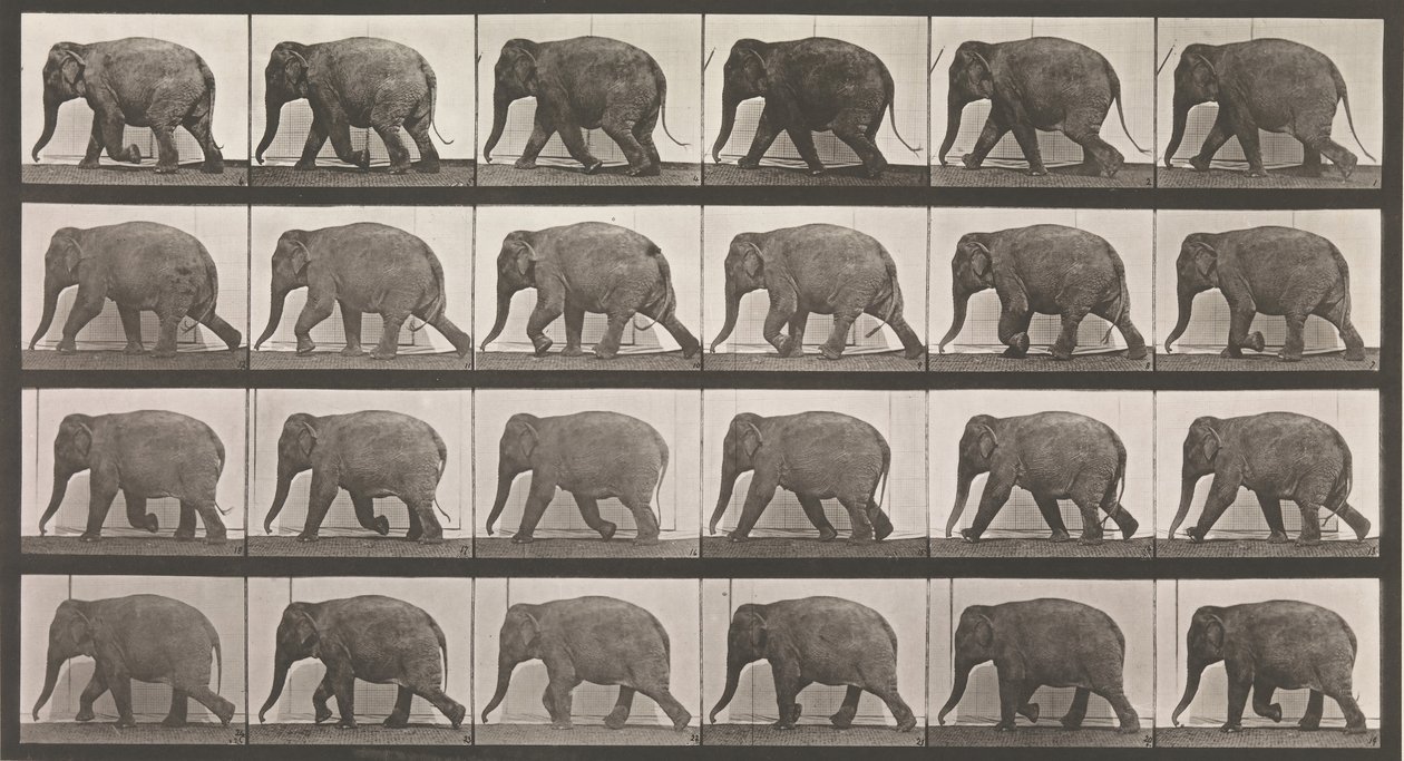 Locomotion animale. Une enquête électro-photographique sur les phases consécutives de l