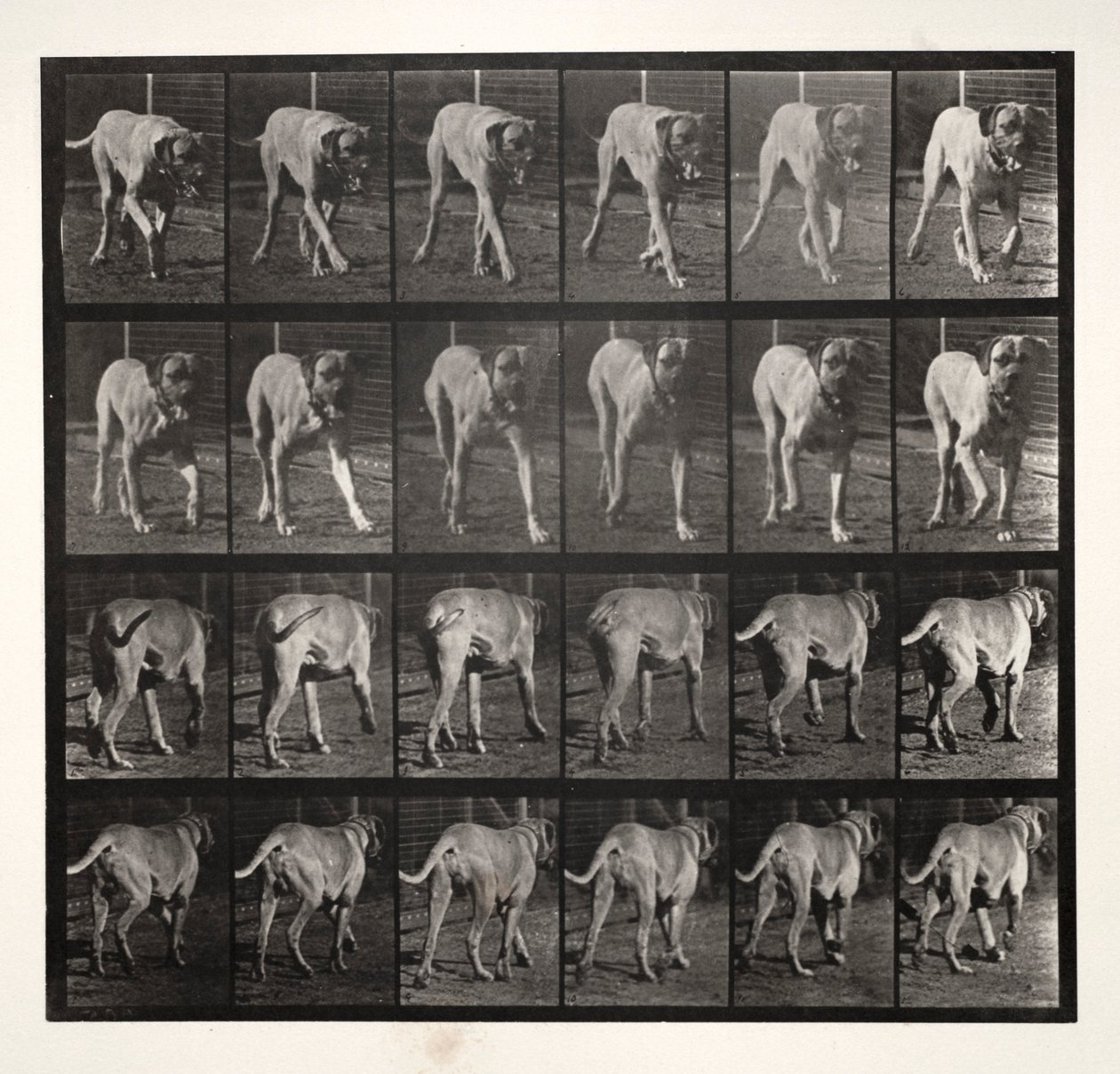 Dread Trotting, 1887 - Eadweard Muybridge
