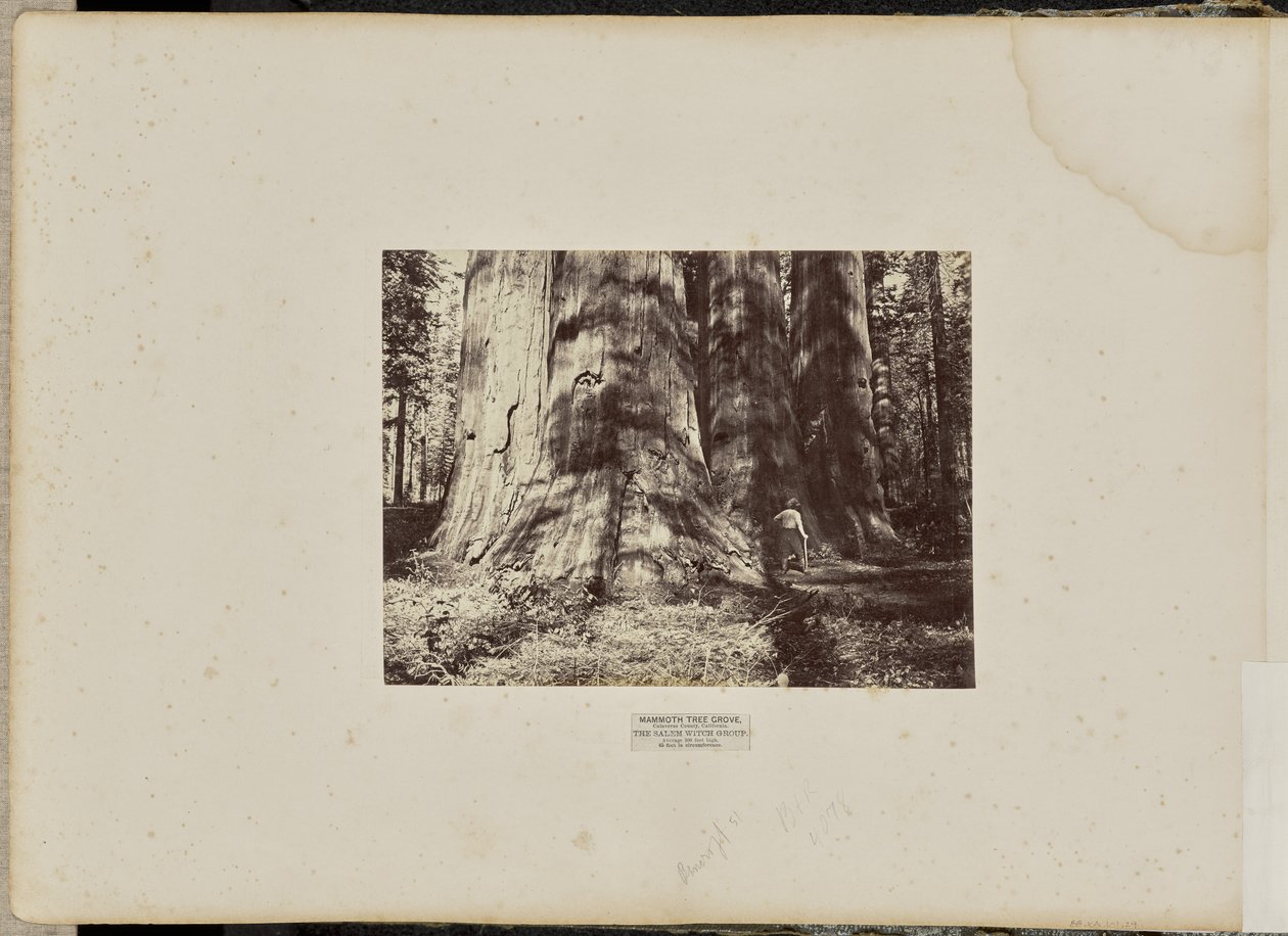 Mammoth Tree Grove, comté de Calaveras, Californie. Le groupe des sorcières de Salem. Hauteur moyenne de 300 pieds, circonférence de 65 pieds. - Eadweard J. Muybridge