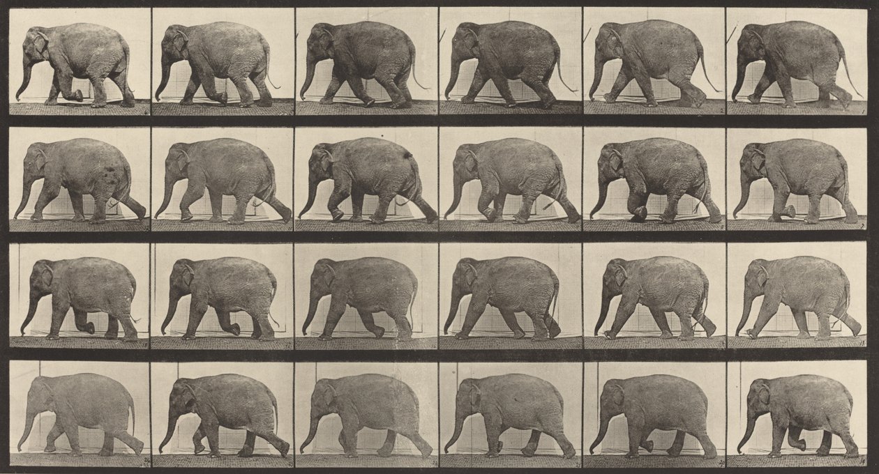 Numéro de plaque 733. Éléphant marchant, 1887 - Eadweard Muybridge