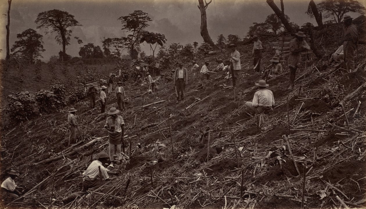 Plantation de café à Antigua de Guatemala, 1875, publié en 1877 - Eadweard Muybridge