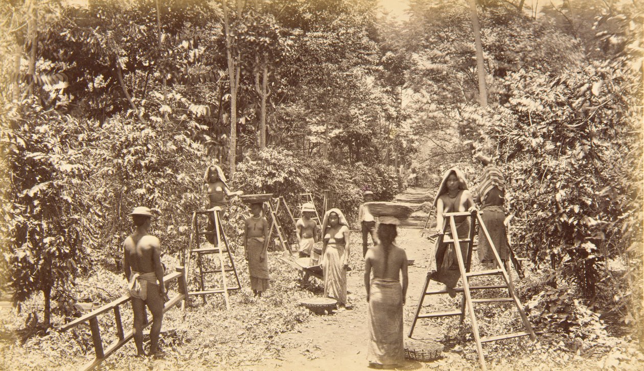 Récolte du café à San Isidro - altitude 1000 pieds, Guatemala - Eadweard Muybridge