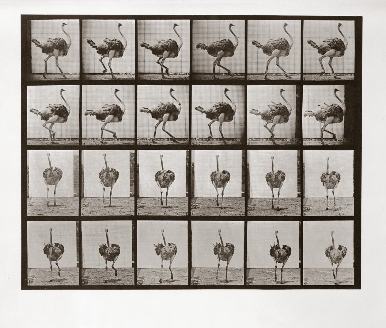 Autruche courant, Planche 772 de Animal Locomotion, 1887 - Eadweard Muybridge