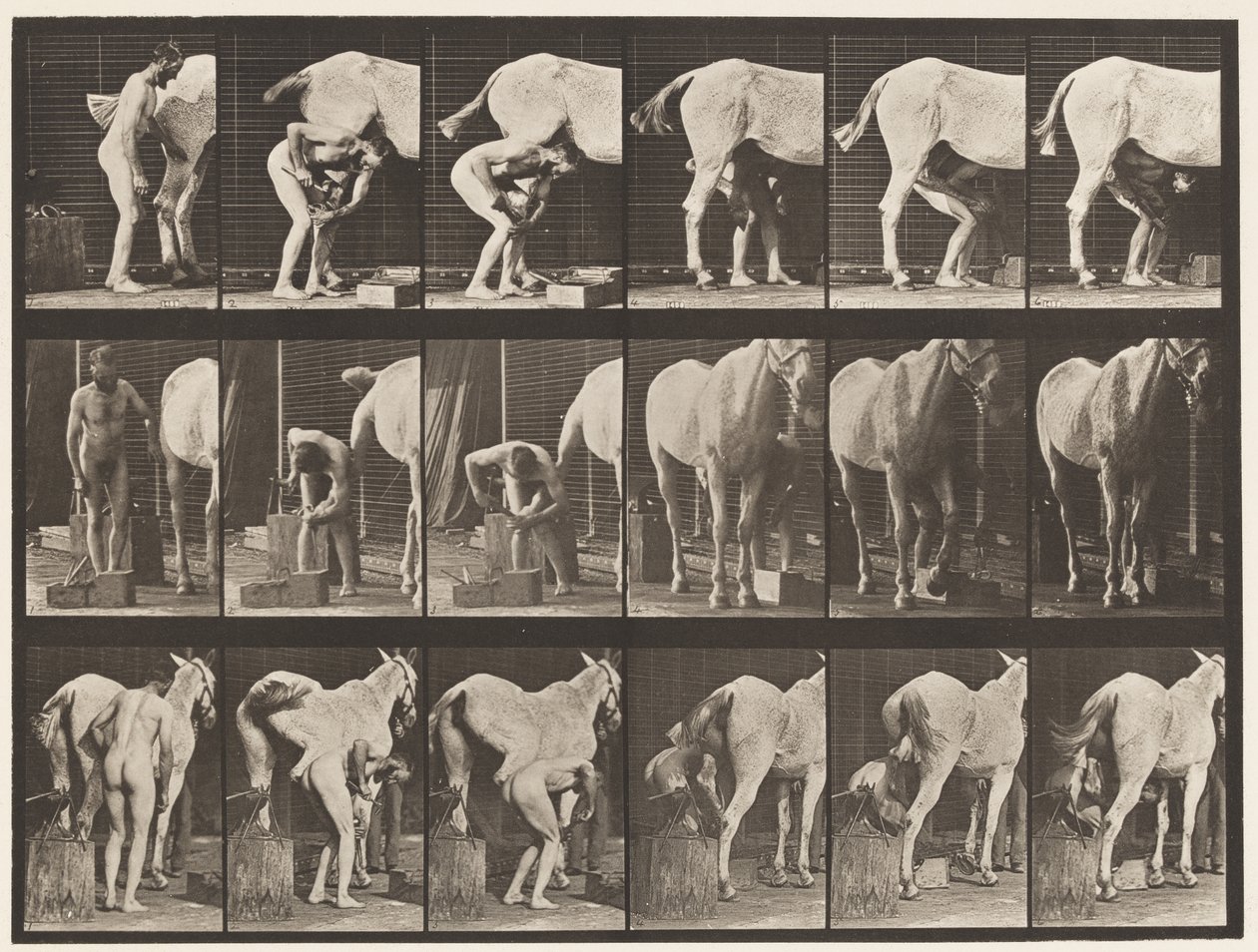 Plaque 509. Ferrer un cheval - Eadweard Muybridge