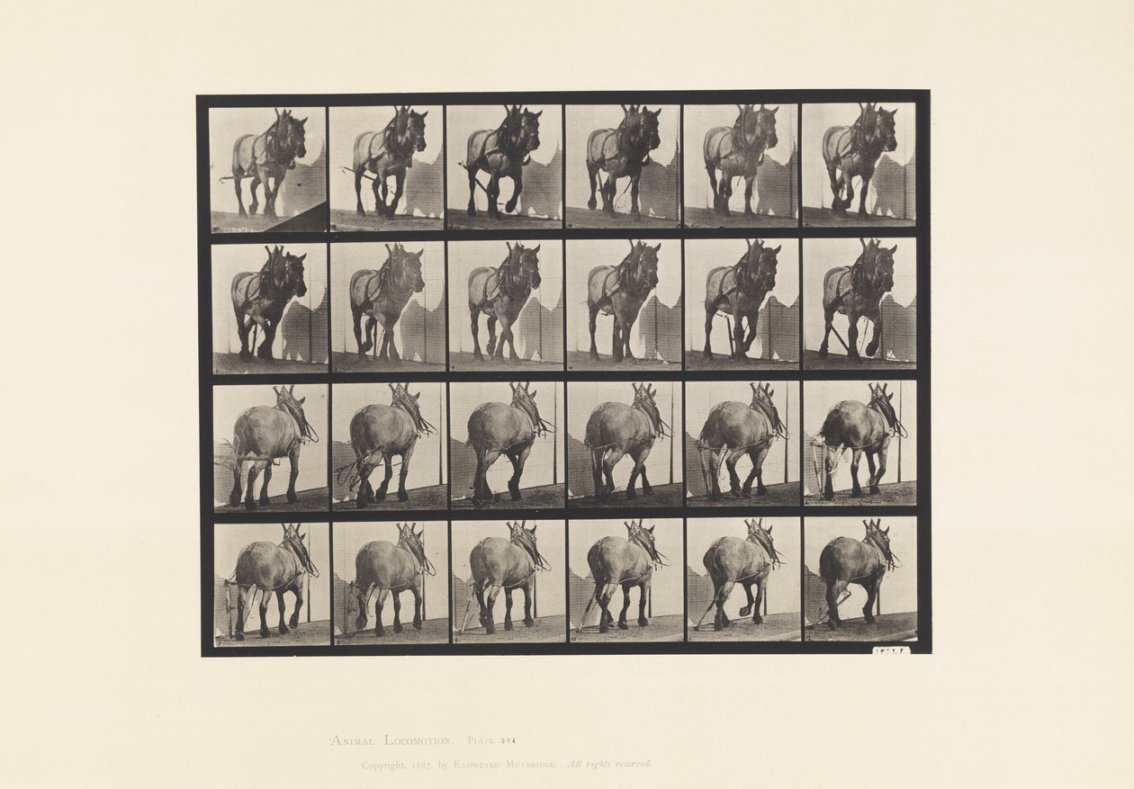 Planche 564. Traction; Chaîne de Bûche Cassée; Cheval Belge Gris-Foncé Dusel - Eadweard Muybridge