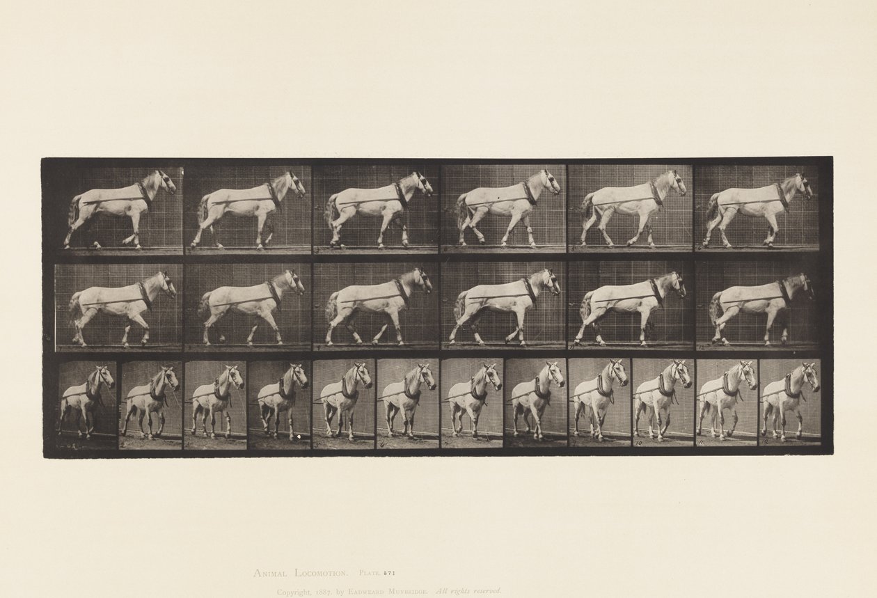 Planche 571. Tirer; Jument gris clair Johnson - Eadweard Muybridge