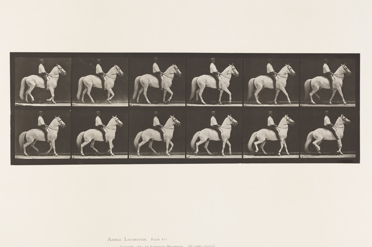 Planche 577. Marcher; Selle; Irrégulier; Cheval blanc Clinton - Eadweard Muybridge