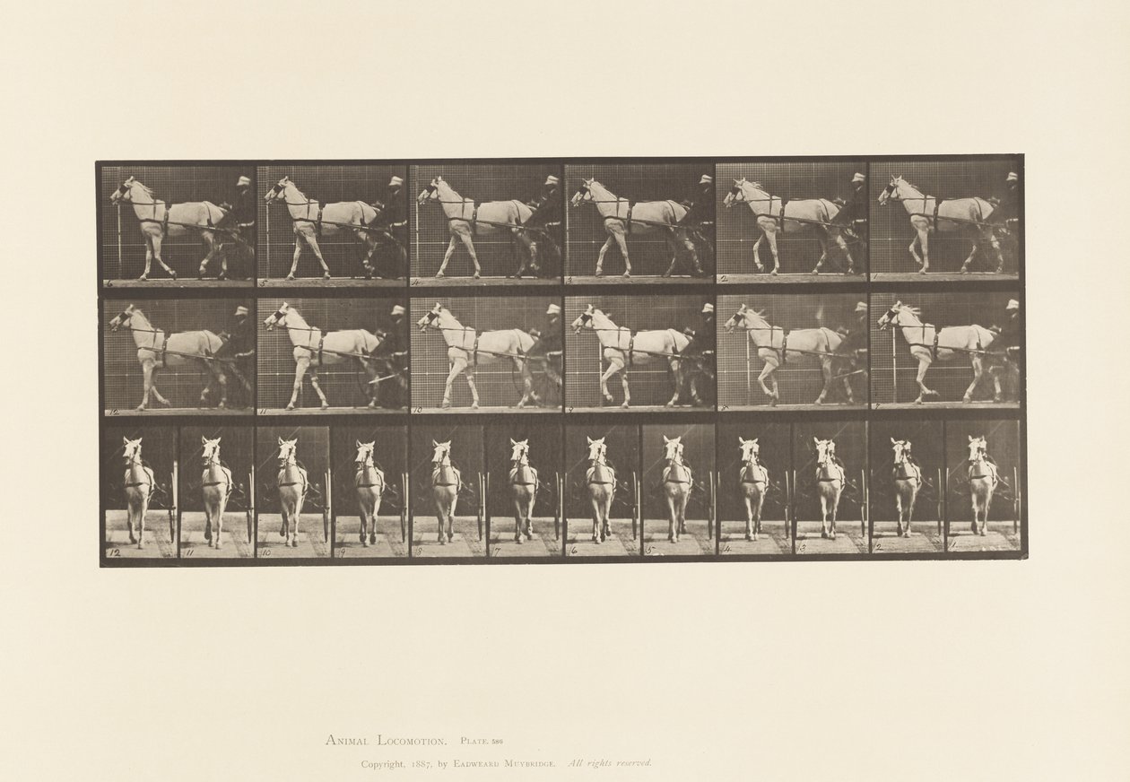 Marche; Sulky; Jument gris clair Katydid - Eadweard Muybridge