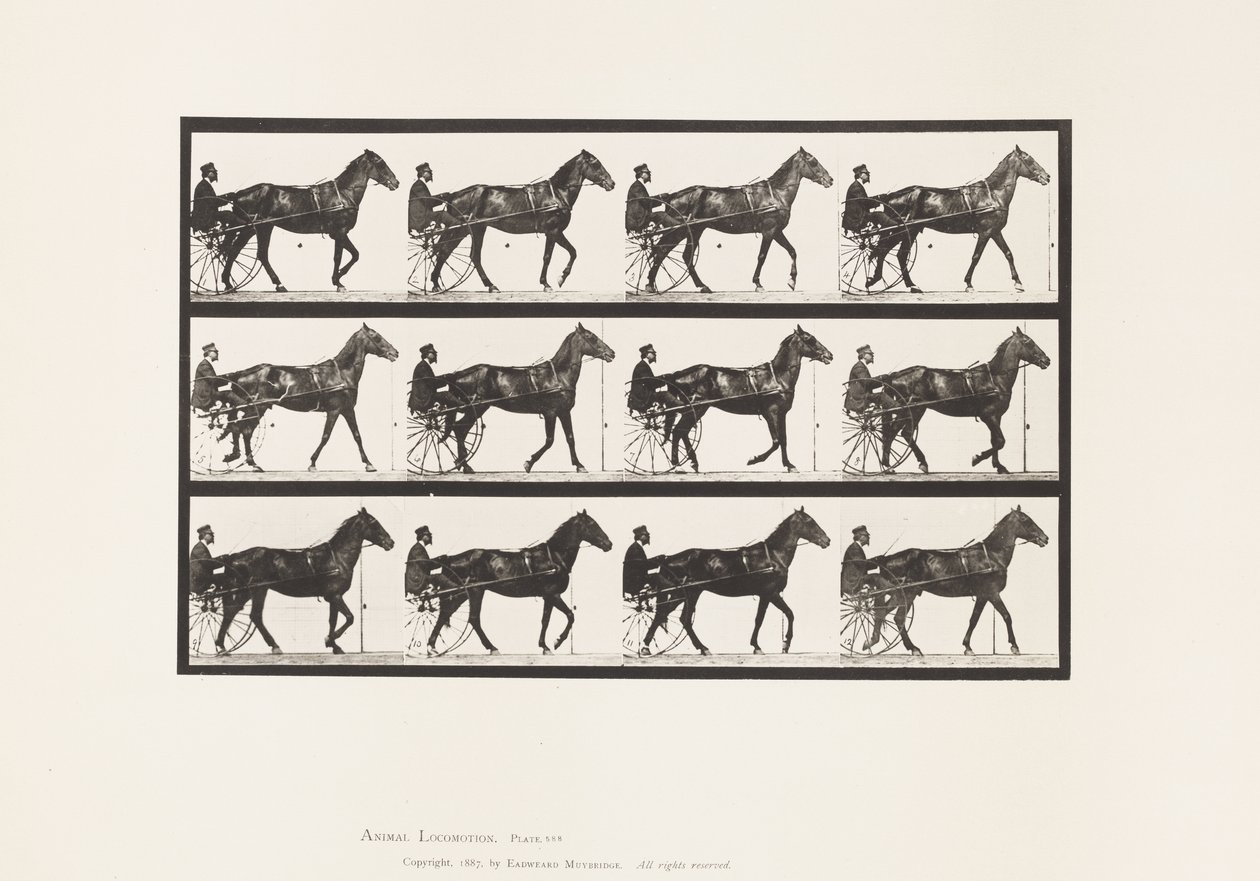Planche 588. Marcher; Sulky; Cheval bai Reuben - Eadweard Muybridge