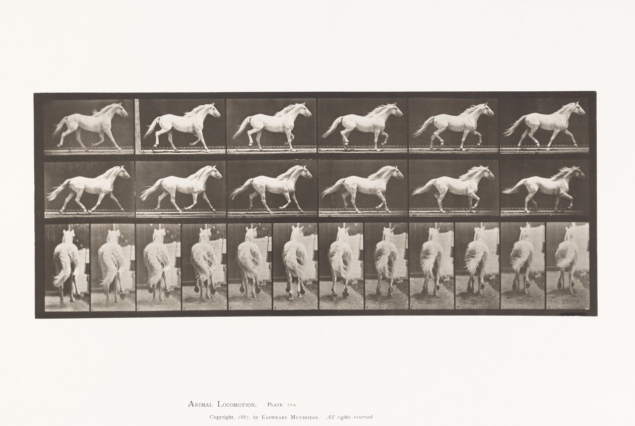 Planche 596. Trot; Libre; Cheval Gris Clair Eagle - Eadweard Muybridge