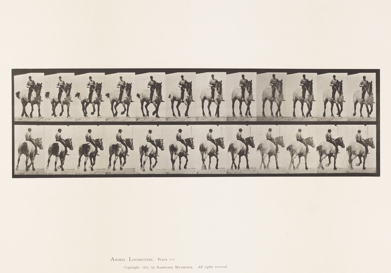 Planche 600. Trotter; À cru; Gris foncé Dusel - Eadweard Muybridge