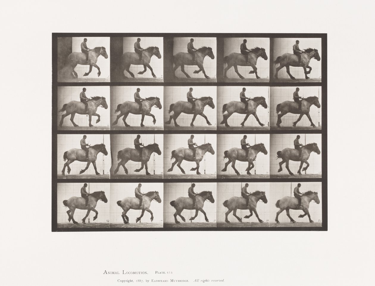Planche 615. Petit Galop: À Cru; Cheval Belge Gris Foncé Hansel - Eadweard Muybridge