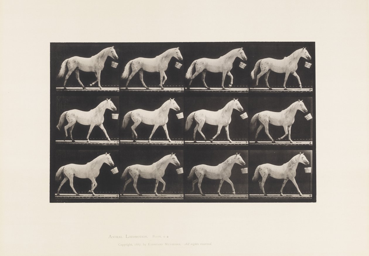 Planche 650. Marchant avec un seau dans la bouche ; Cheval gris clair - Eadweard Muybridge
