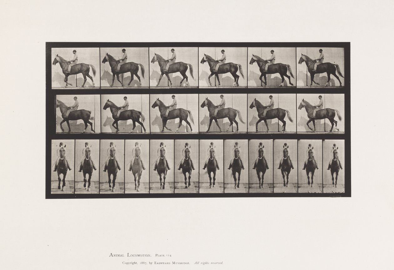 Planche 654. Marchant; Selle; Boitant, Patte Avant Droite; Cheval-Buckskin - Eadweard Muybridge