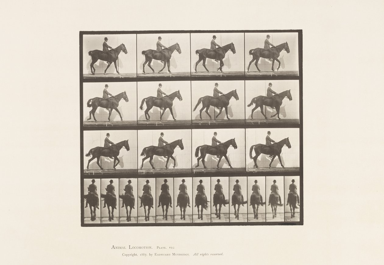 Planche 655. Marche; Selle; Éparvin, patte arrière droite; Cheval - Eadweard Muybridge
