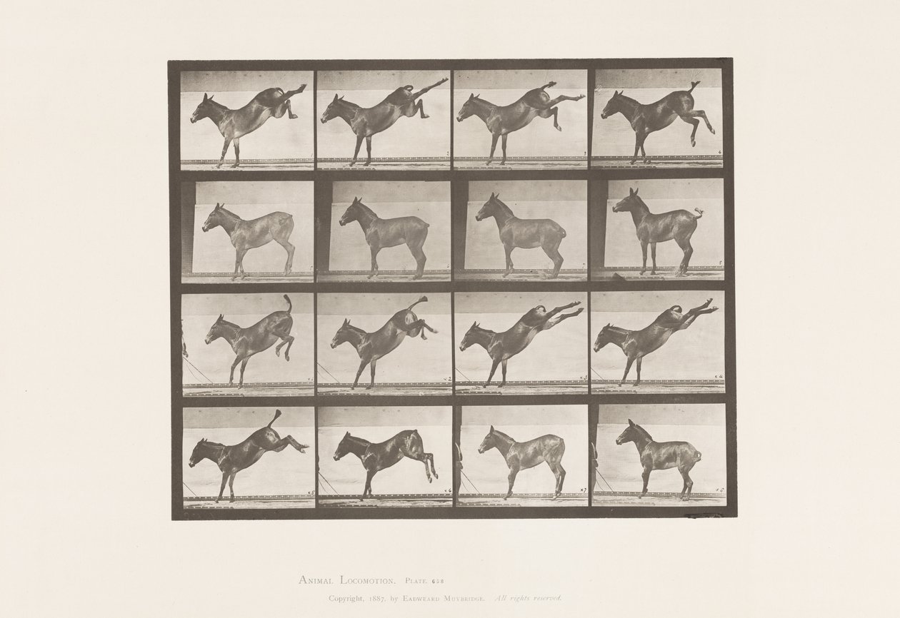 Planche 658. Mule ; A, ruant ; B, ruant Ruth - Eadweard Muybridge