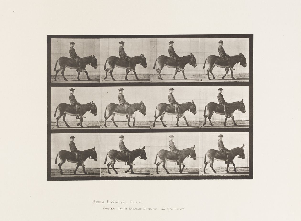 Âne; marchant; sans selle; un garçon chevauchant, Jennie - Eadweard Muybridge