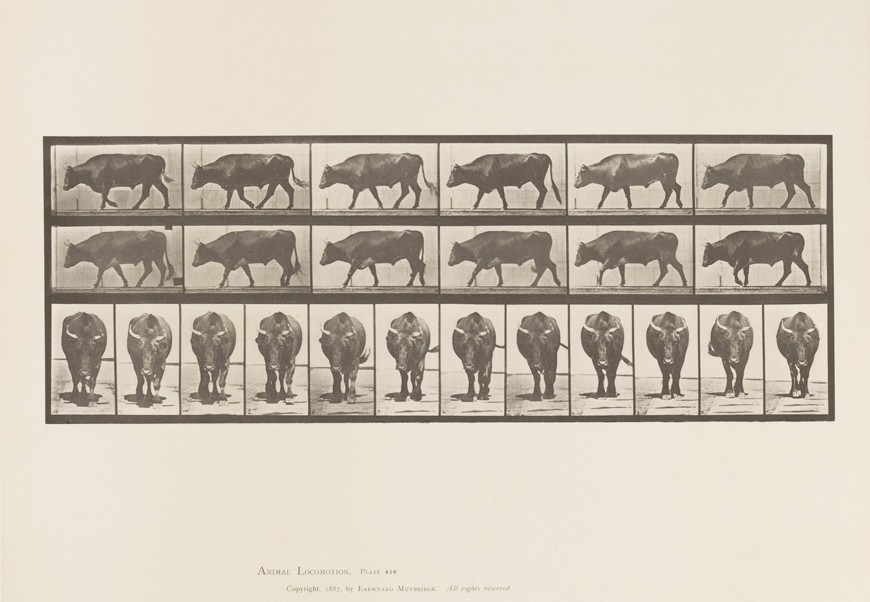 Planche 670. Bœuf; Marchant - Eadweard Muybridge