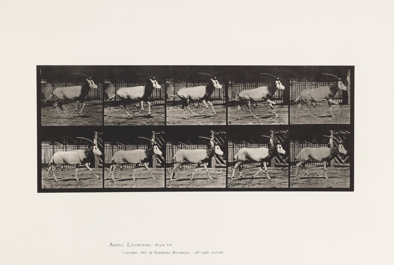 Planche 680. Oryx; Galopant - Eadweard Muybridge