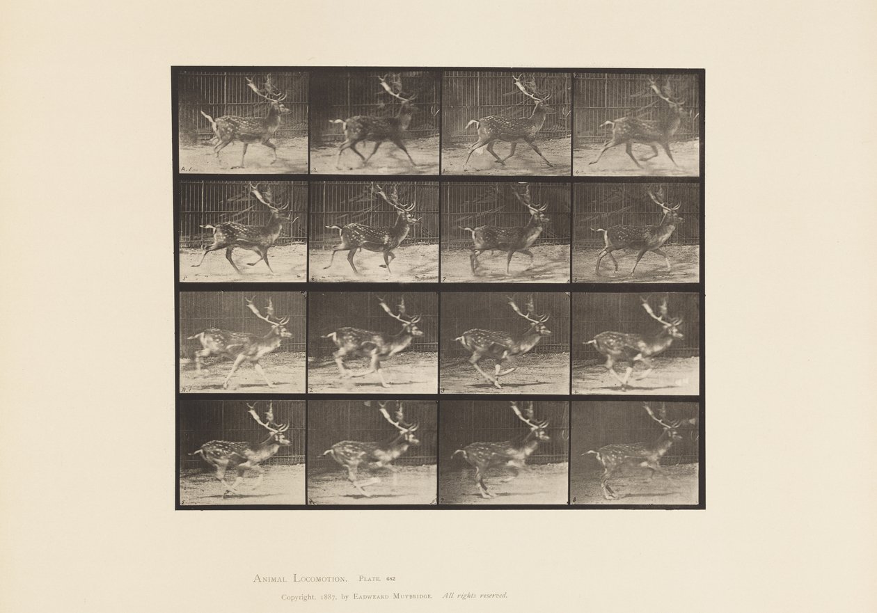 Daim; mâle; A, trottant; B, galopant - Eadweard Muybridge