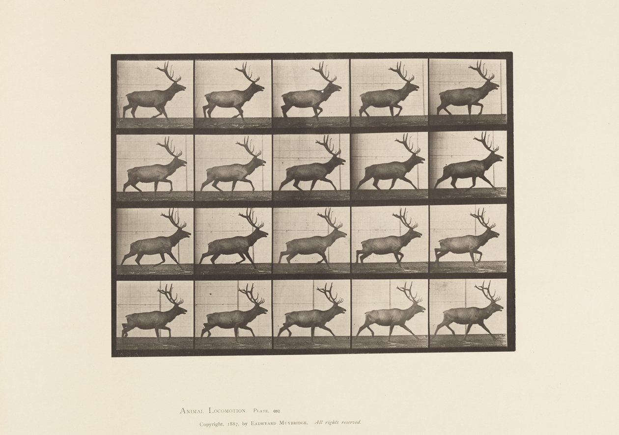 Planche 692. Élan, trottant - Eadweard Muybridge